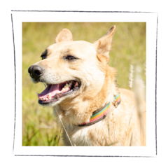 Lucky - Adoptá un camperito - No compres perritos