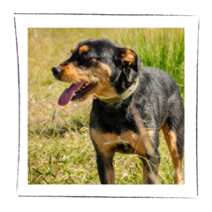 Oliver - comprar online