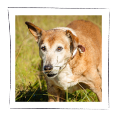 Hund - comprar online