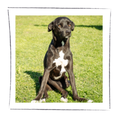 Leticia - comprar online