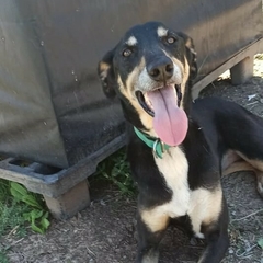Sara - Adoptá un camperito - No compres perritos