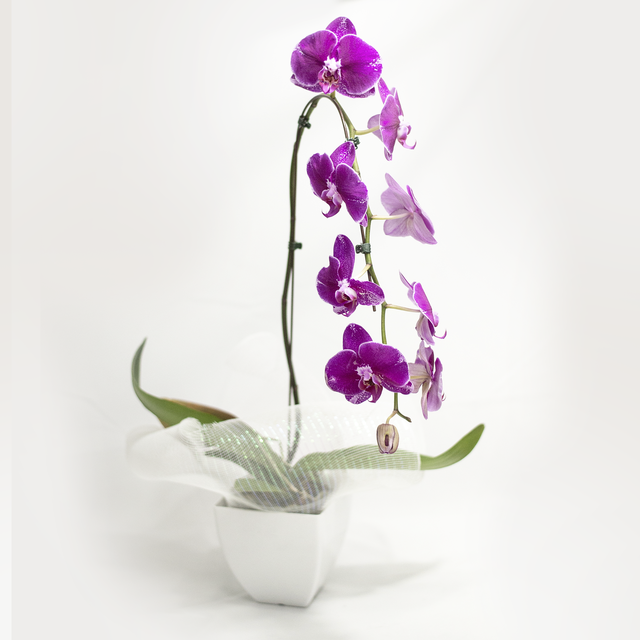Orquídea Phalaenopsis Cascata - D'Flores Floricultura