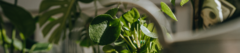 Banner de la categoría PLANTAS DE INTERIOR