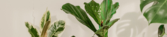 Banner de la categoría PLANTAS TROPICALES