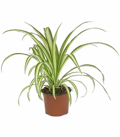 planta mala madre 