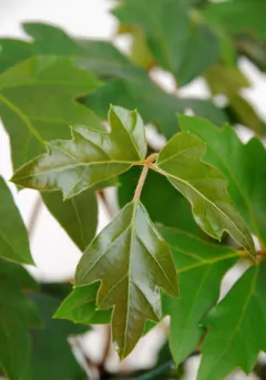 cissus planta