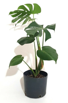 costilla de adan planta