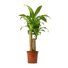 dracena massageana small