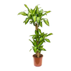 Dracaena fragrans Massangeana multitronco