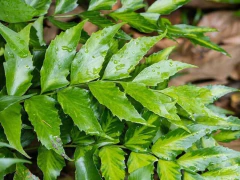 cyrtomium falcatum