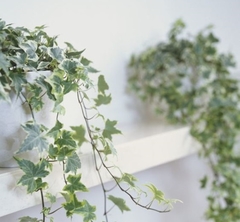 hiedra planta colgante