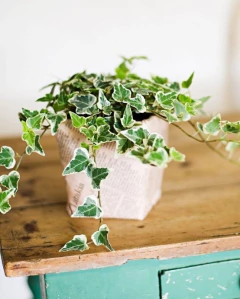 hiedra variegada