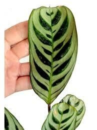 maranta planta de interior