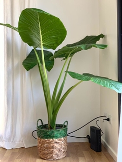 planta oreja de elefante