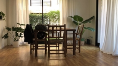 alocasia planta precio