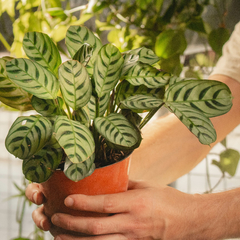 maranta burle
