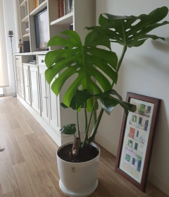plantas para regalar