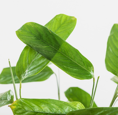 plantas tropicales comprar