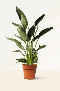Strelitzia Reginae ave del paraiso