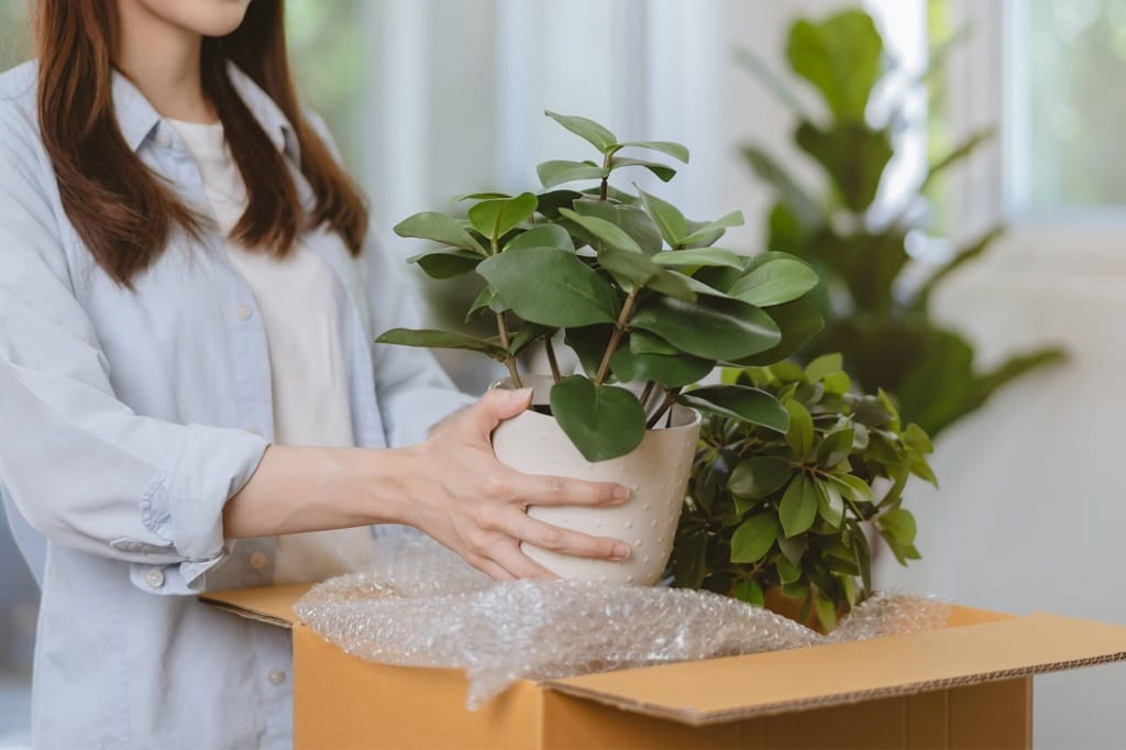 regalar plantas a domicilio argentina