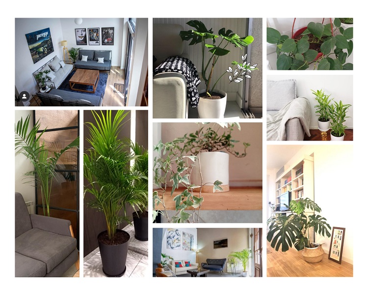 plantas grandes para oficinas