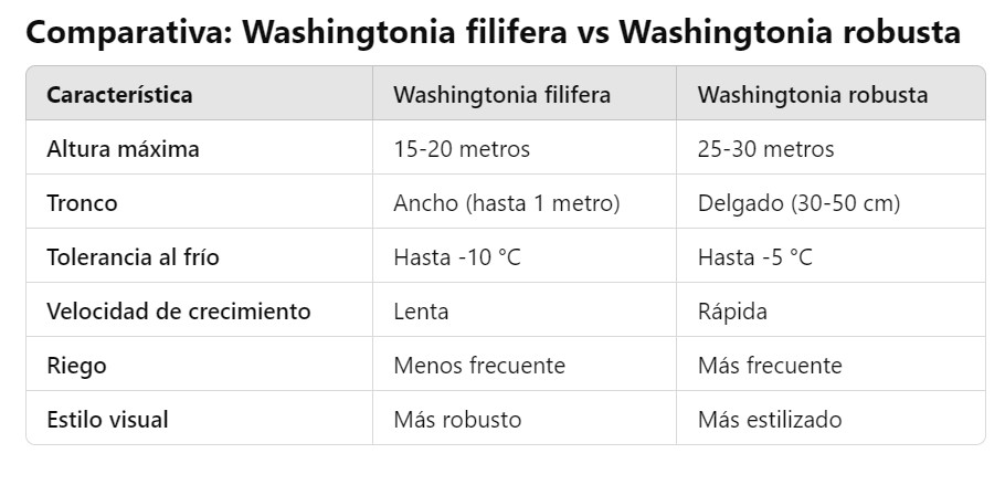 tabla comparativa entre palmeras washintonia filifera y robusta