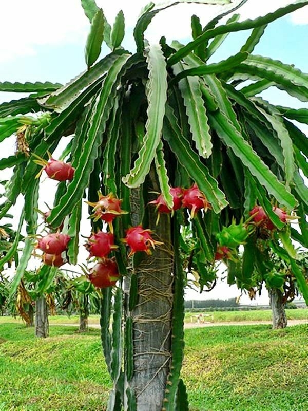 Muda Pitaya Polpa Vermelha Costa Rica GARDEN CAMARÀ Muda Pitaya Polpa Vermelha Costa Rica GARDEN CAMARÀ