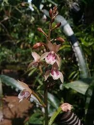 Muda Adulta Orquídea Oeceoclades Maculata