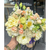 Ramo de Bodas Nude - Compañía de Flores