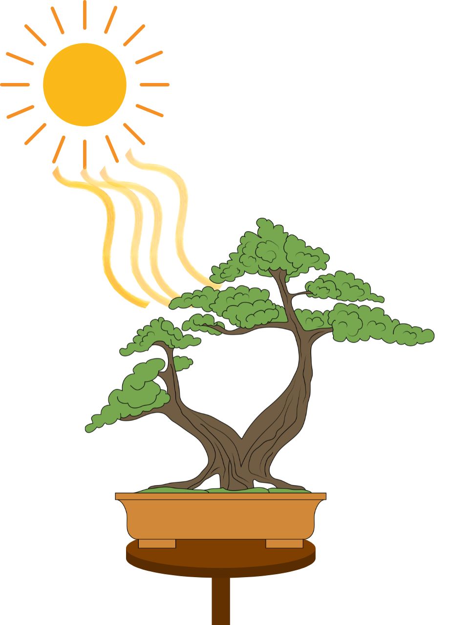 Bonsai no sol