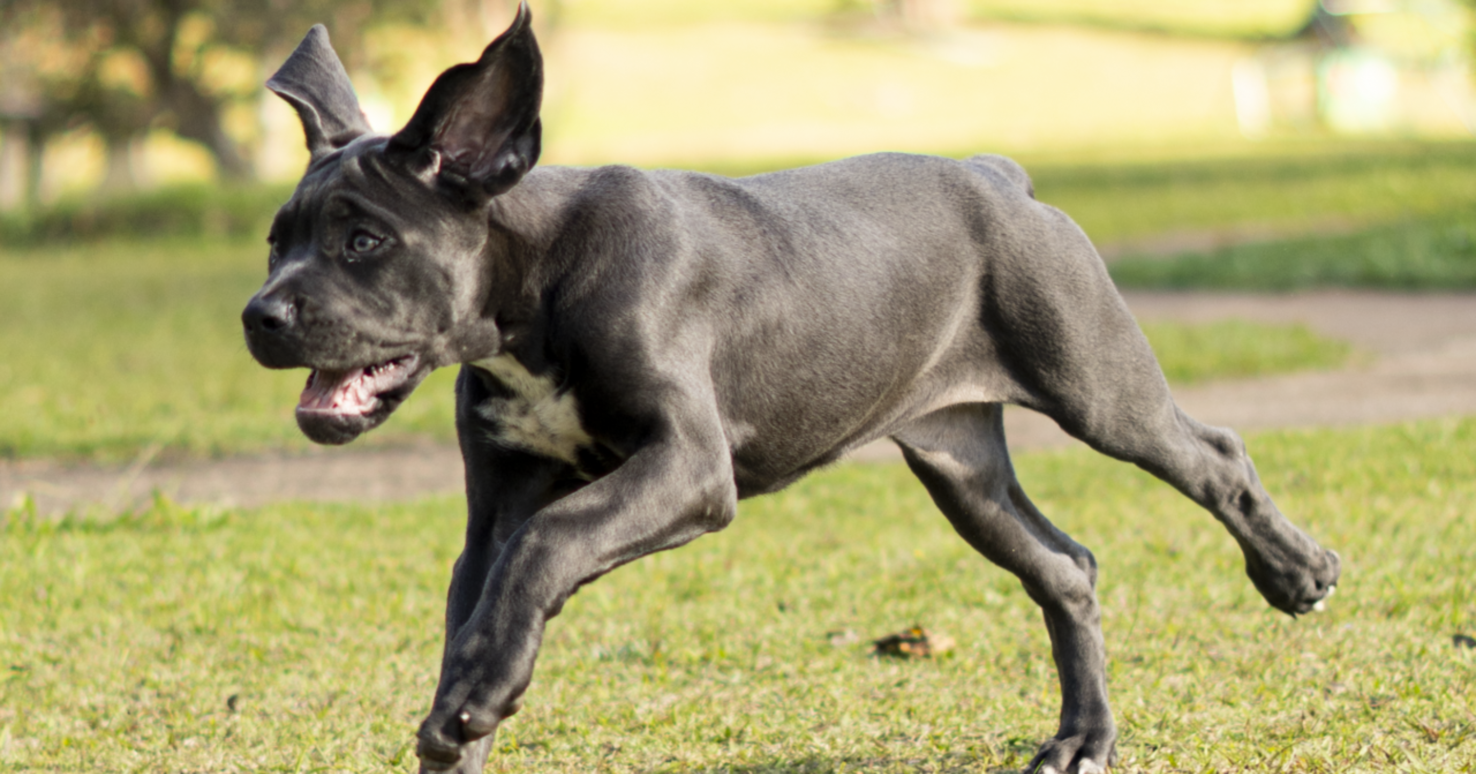 Banner de The Hungry Dog
