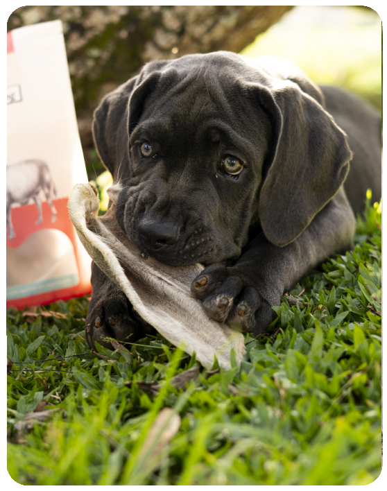 Banner de The Hungry Dog