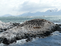 Navegación Pingüinera - Yehuin Turismo - Excursiones en Ushuaia, Patagonia Argentina