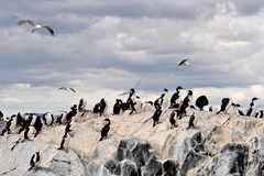Imagen de Navegación Pingüinera