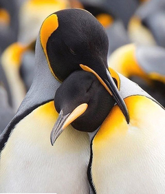 Navegación Pingüinera en internet