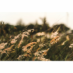 Jardín - comprar online