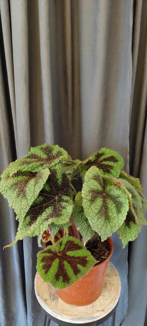 Begonia Cruz de Hierro Grande