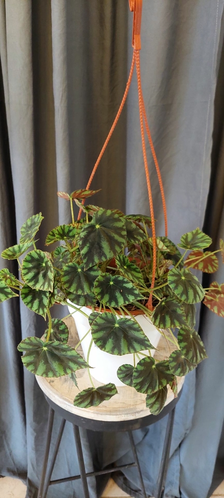 Begonia Cleopatra - Green Planet Tienda de Plantas