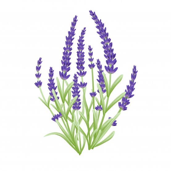 Lavanda: A Enfermeira da Aromaterapia