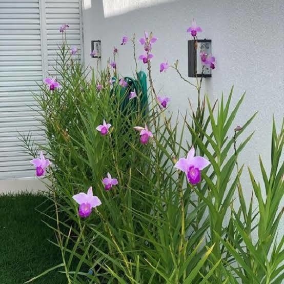 Arundina ou Orquídea Bambu - Comprar em Mudas Prime