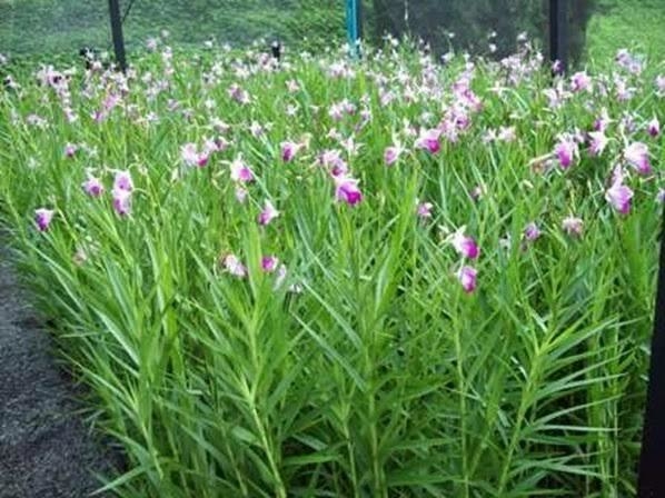 Orquídea Bambu - Comprar em Mudas Prime
