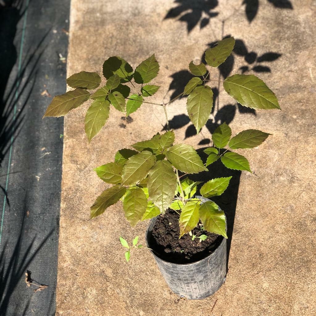 Handroanthus heptaphyllus - Lapacho rosado