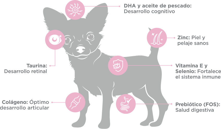 Infografía de Beneficio NUPEC Cachorro Mini