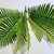 Ramo 8 hojas Planta Cica gigante hojas de 40cm en internet