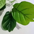 Ramo 9 hojas planta artificial Ficus gigante en internet