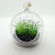 Mini terrario colgante globo con planta