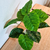 Ramo 12 hojas planta artificial Alocasia 38cm - comprar online