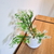 Ramo planta artificial helecho neozelandes 30cm blanco - comprar online
