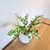 Ramo planta artificial Graphylea 30cm blanca - comprar online