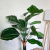 Planta artificial Calathea gigante 75cm - comprar online